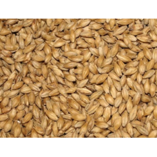 KABUKLU BUĞDAY - KUŞ YEMİ